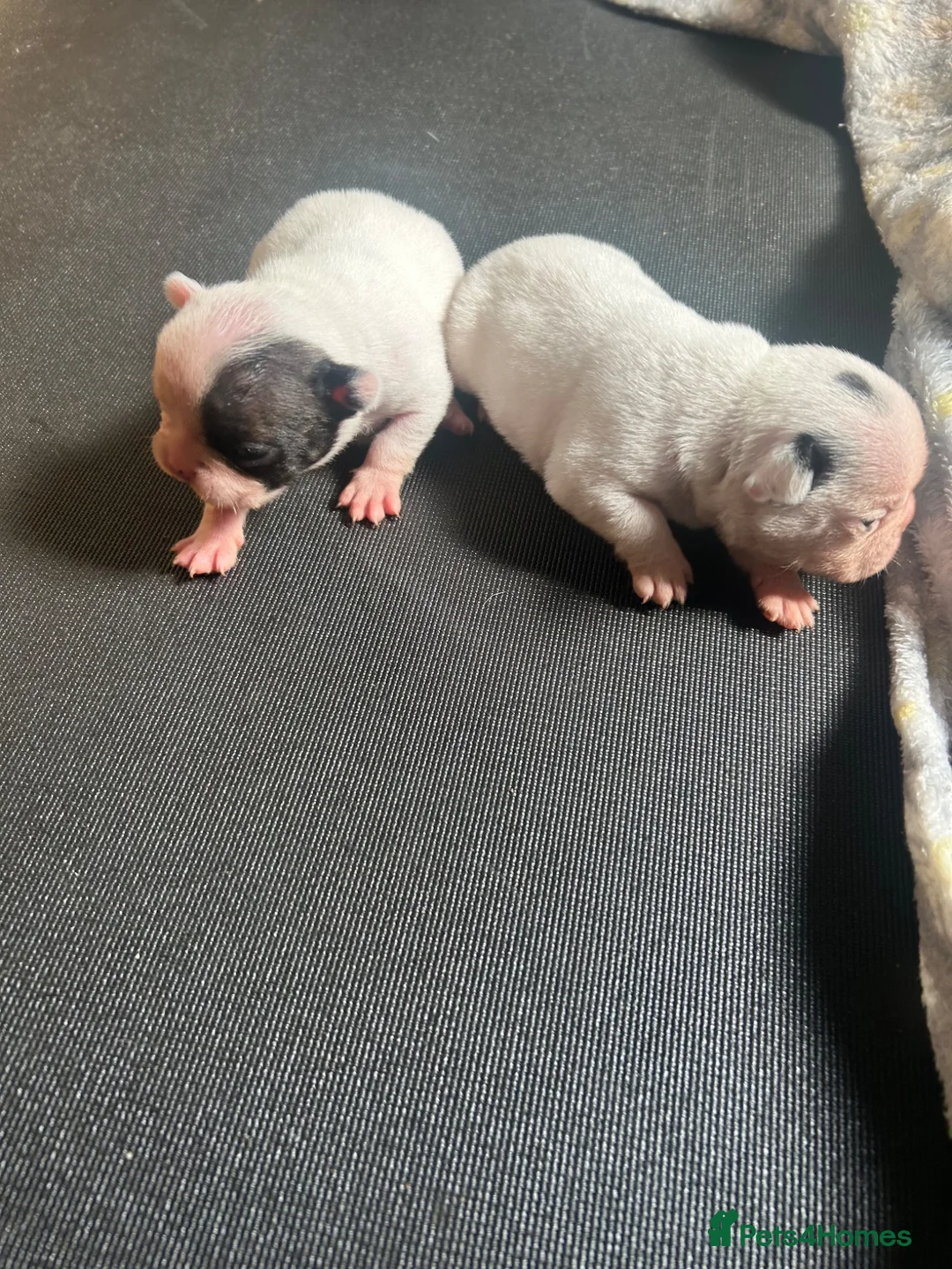 French Bulldog dogs for sale: 2 French bulldog puppies  - Advert 2