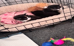 Mixed Breed cats for sale: Four beautiful mixed breed kittens - Image 2