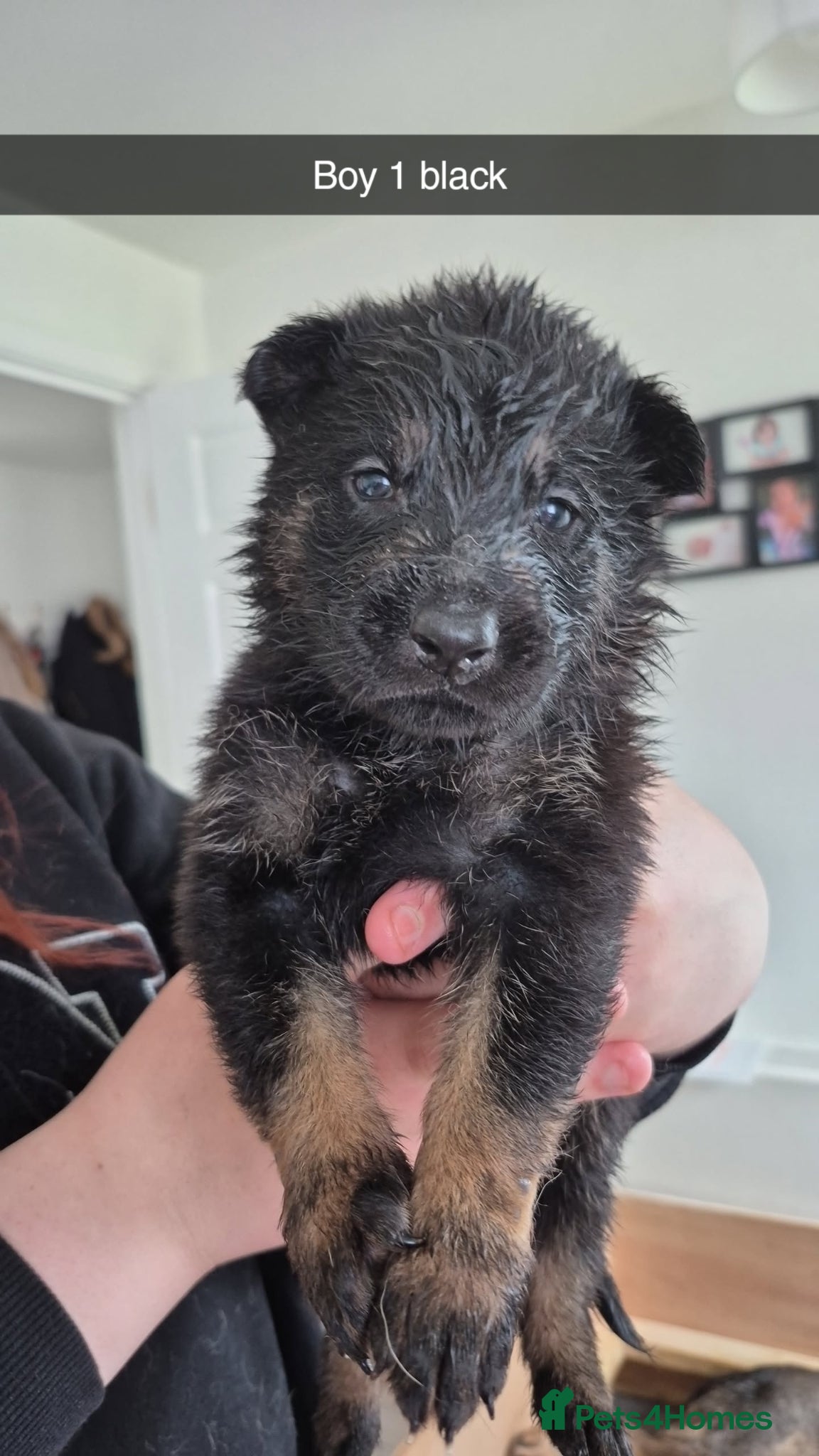 German Shepherd dogs German Shepherd puppies - Advert 2