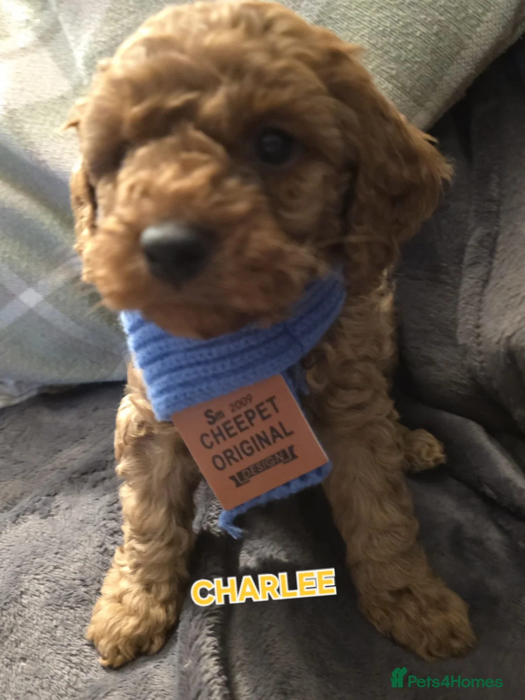 Cavapoo dogs for sale: Cavapoos Fb3. - Advert 6