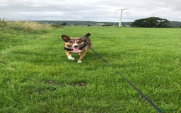 Mixed Breed dogs for sale: Toffee - Image 8