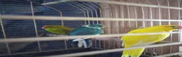 Parakeets birds for sale: For sale  - Advert 4