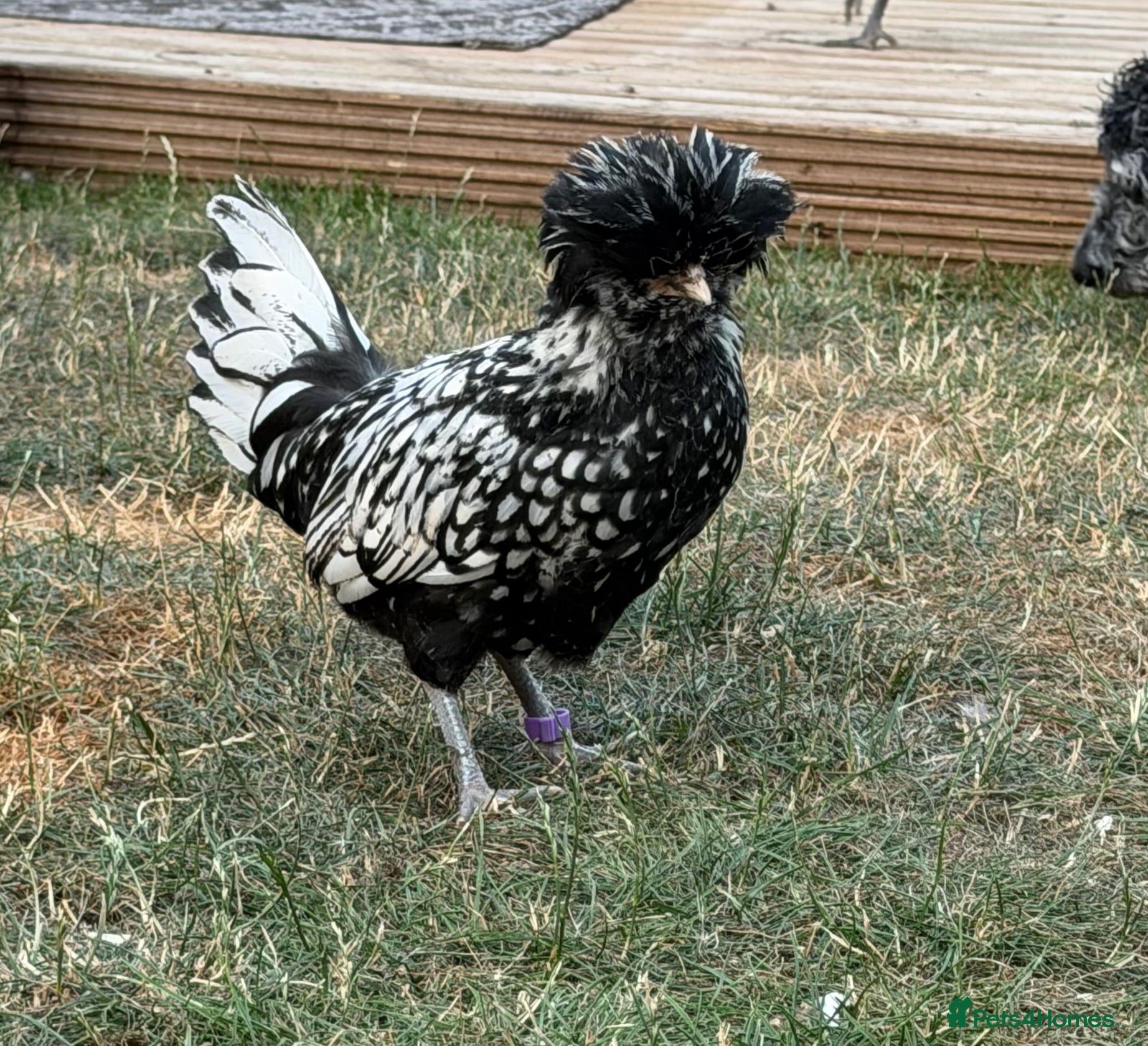 Chickens poultry ROO’s Swedish Flower, Vorwerk, Polish & More!  - Advert 1