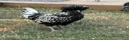 Chickens poultry for sale: ROO’s Swedish Flower, Vorwerk, Polish & More!  - Advert 1