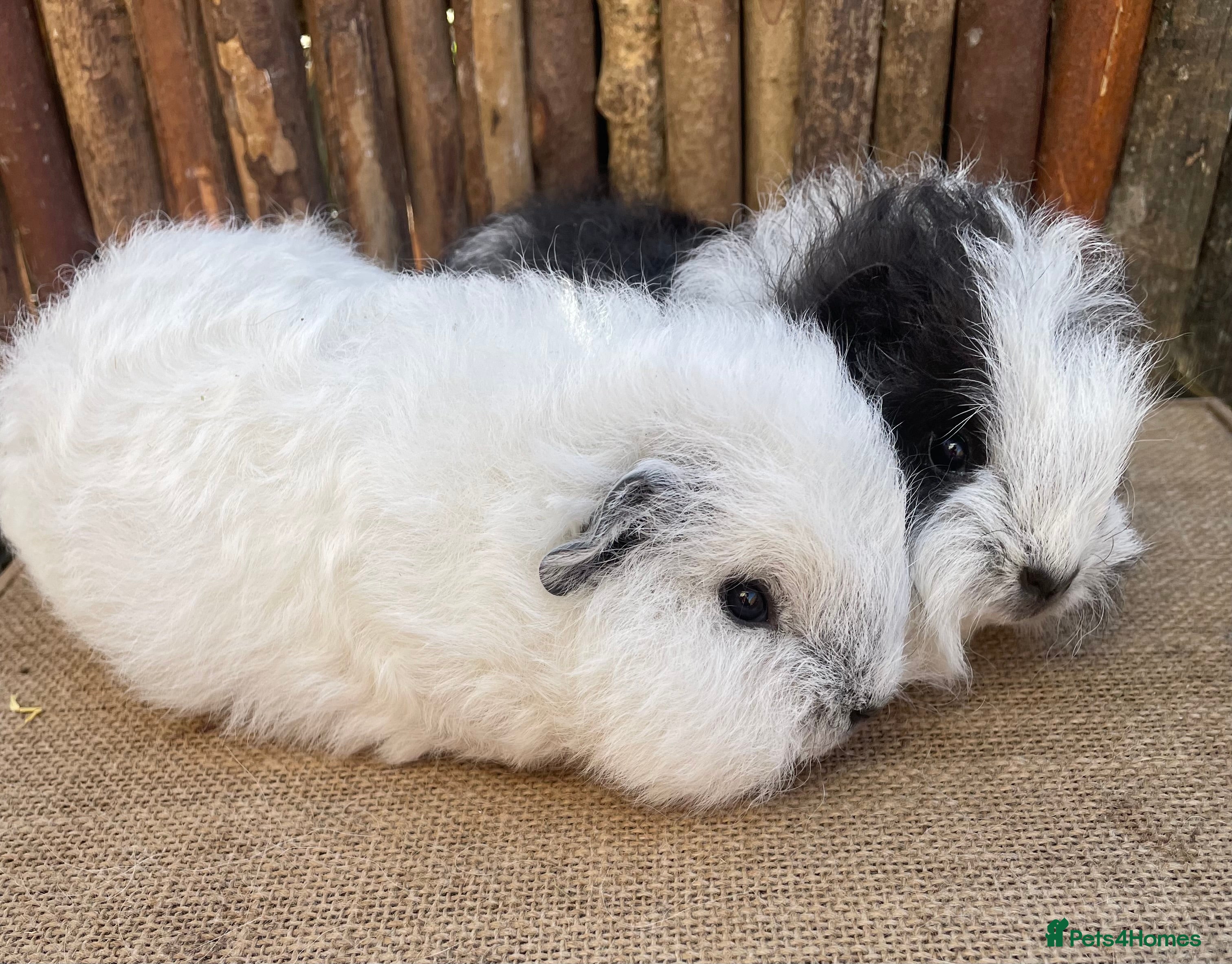 Guinea Pig rodents Baby swiss teddy sows - Advert 10