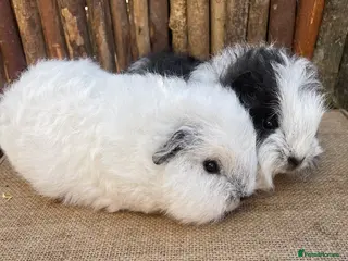 Guinea Pig rodents Baby swiss teddy sows - Advert 10