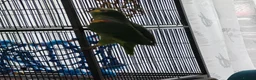 Parrots birds for sale: Amazon parrot Franco - Advert 3