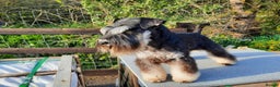 Miniature Schnauzer dogs for stud: Handsome KC Reg B/S Miniature Schnauzer at Stud in Wrexham - Advert 3