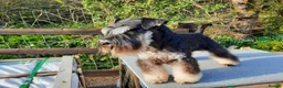 Miniature Schnauzer dogs for stud: Handsome KC Reg B/S Miniature Schnauzer at Stud in Wrexham - Advert 3