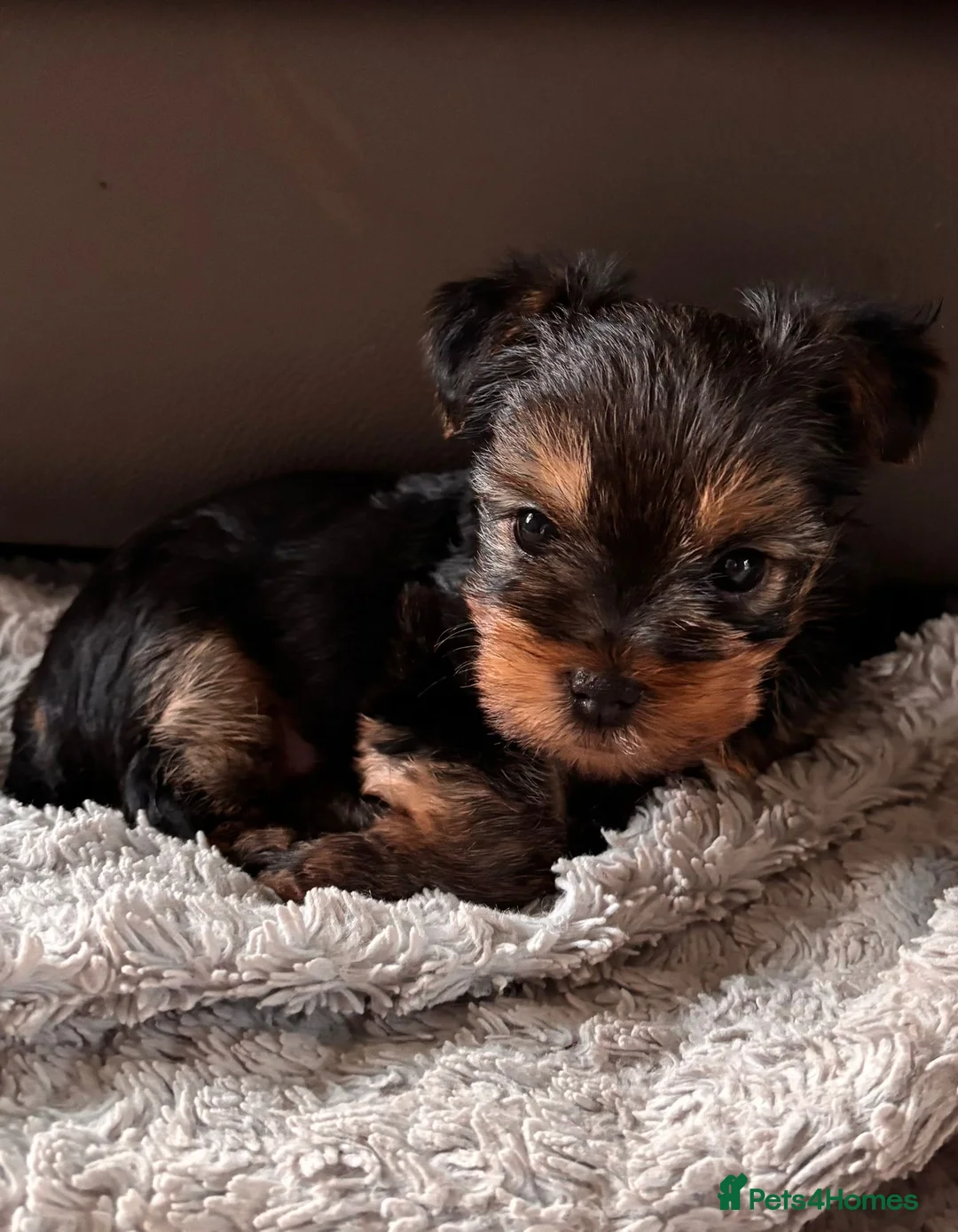 Yorkshire Terrier dogs for sale: 2 BOYS LEFT! Yorkshire terrier litter in Guildford - Advert 2