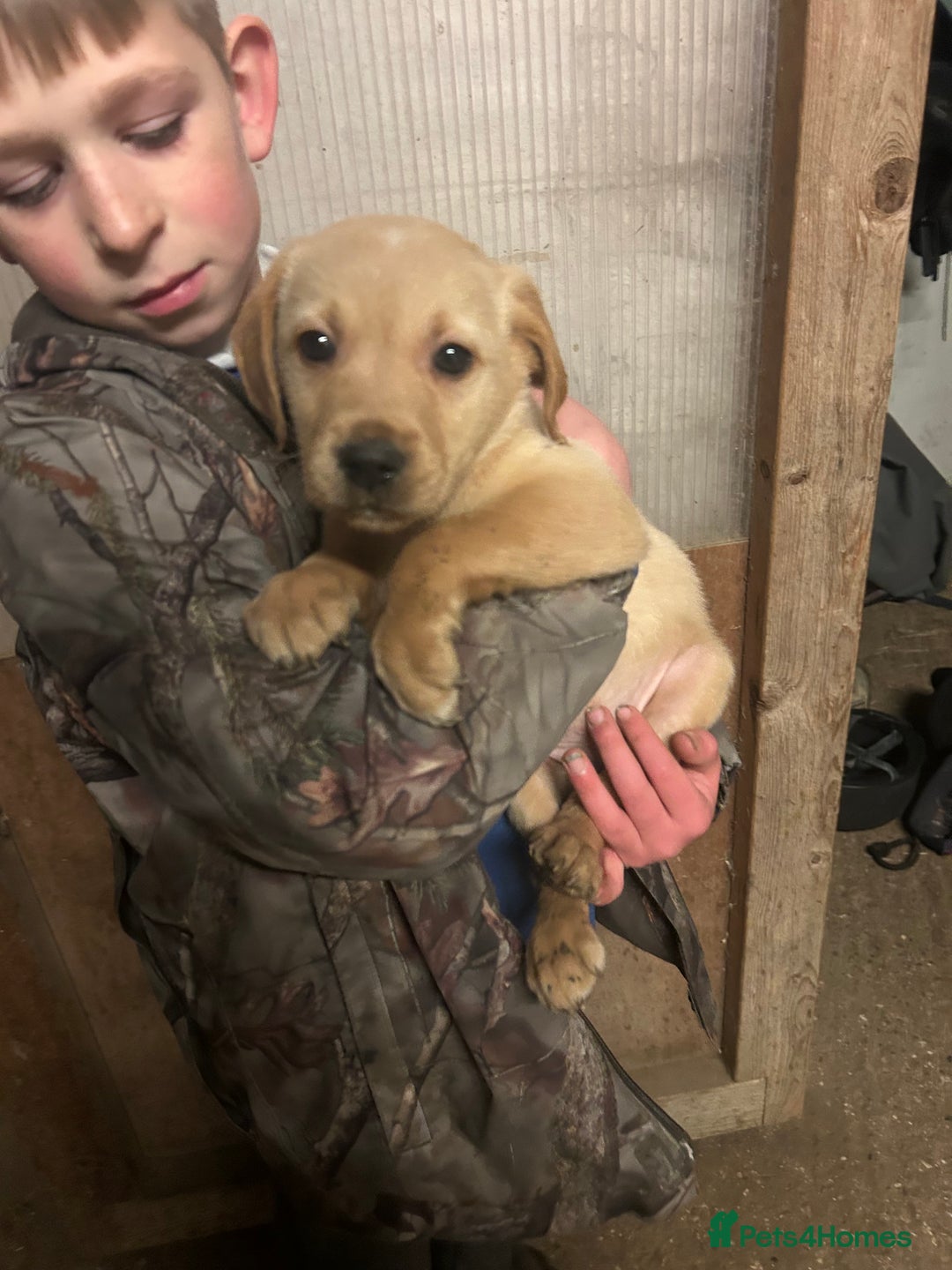 Golden Retriever dogs for sale: 5 golden retriever puppies - Advert 2