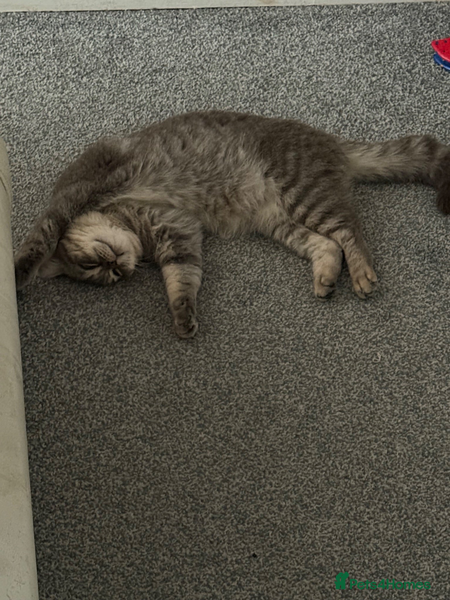 British Shorthair cats Mother Big Boy and little kittens  - Advert 5