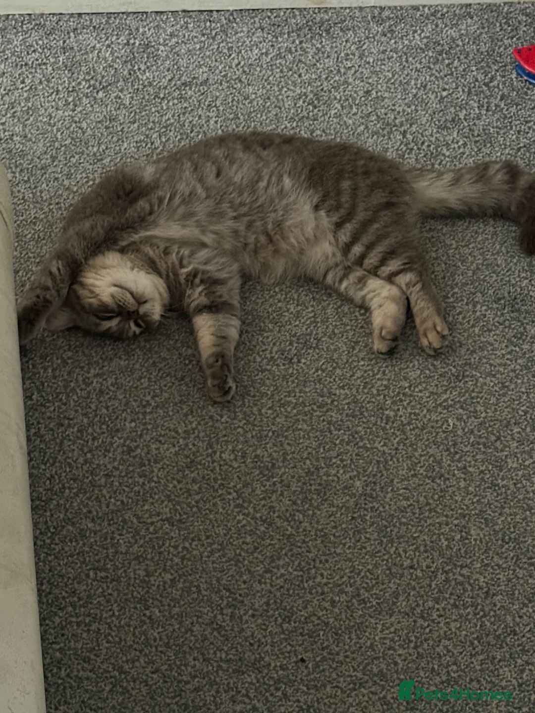 British Shorthair cats for sale: Mother Big Boy and little kittens  in Burton-on-Trent - Advert 1