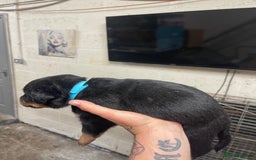 Rottweiler dogs for sale: Rottweiler/rotty puppies - Image 20