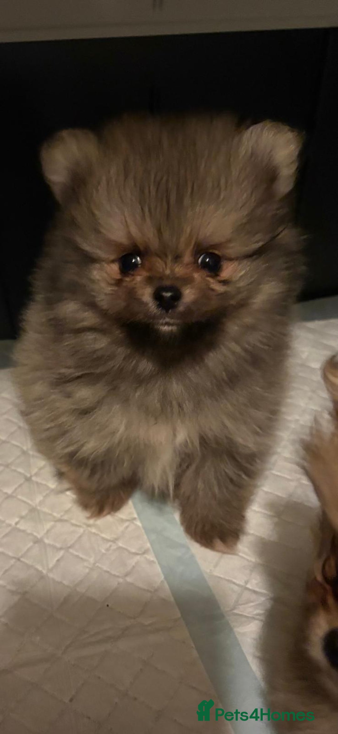 Pomeranian dogs for sale: Last pom puppy. Ready Now ! KC cute and Playful - Advert 6