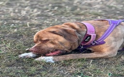 Mixed Breed dogs for sale: Nala  - Image 5