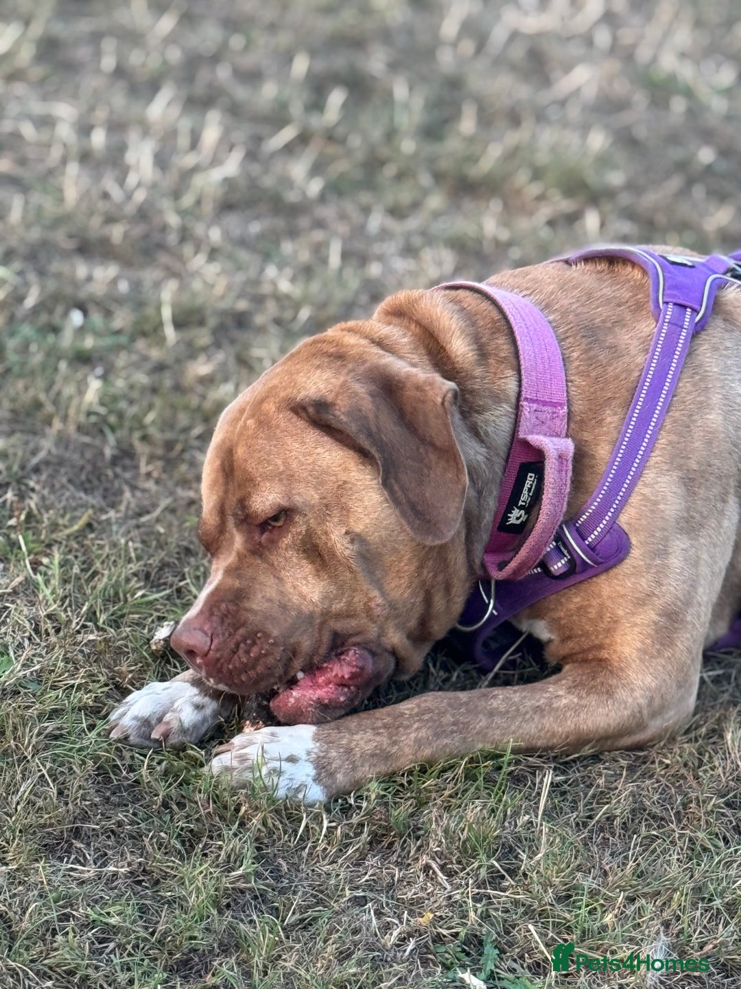 Mixed Breed dogs for sale: Nala  - Image 5