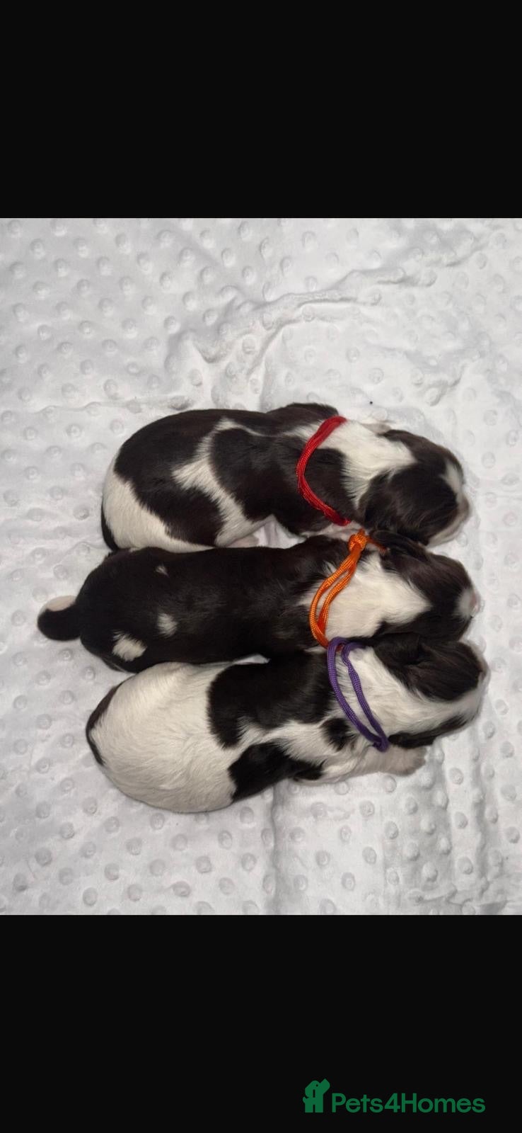 Cocker Spaniel dogs 🐾Six Beautiful KC Show Cocker Spaniels Puppies 🐾 - Advert 2