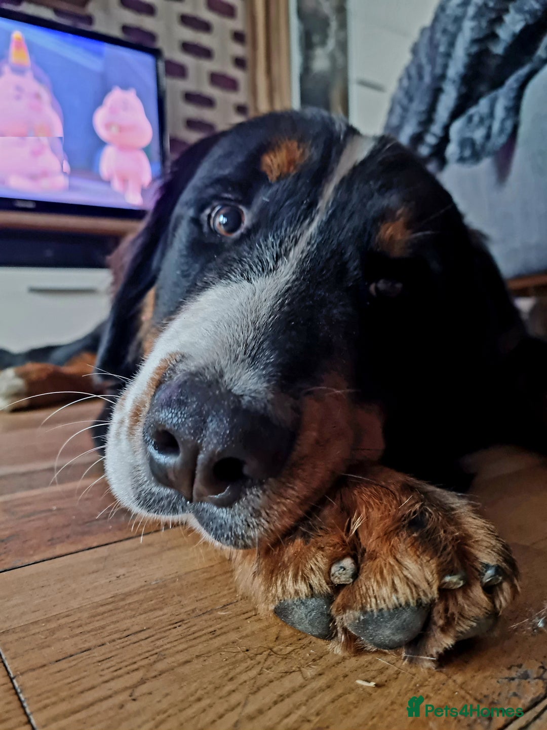 Bernese Mountain Dog dogs for sale: 10 months old BMD girl - Image 4