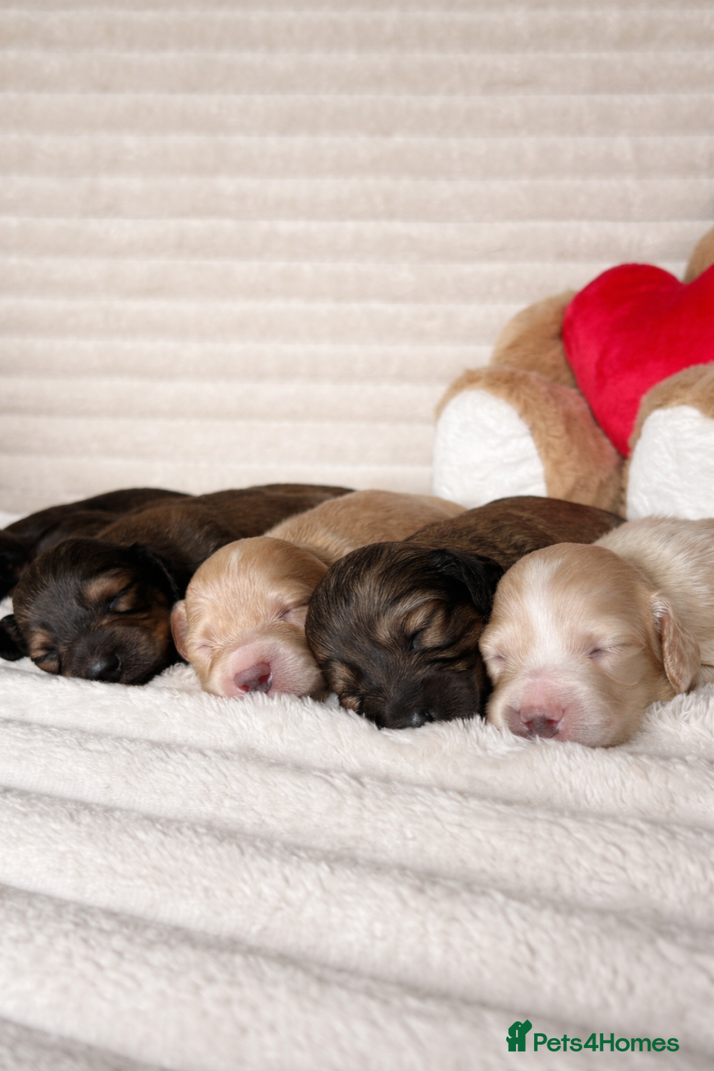 Miniature Dachshund dogs KC CREAM LONG HAIRED MINIATURE DACHSHUNDS🤍 - Advert 9