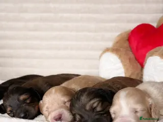 Miniature Dachshund dogs KC CREAM LONG HAIRED MINIATURE DACHSHUNDS🤍 - Advert 9