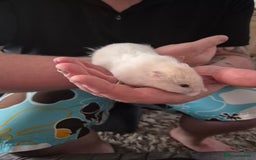 Hamster rodents for sale: Syrian hamster  - Image 2