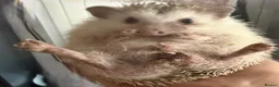 Pygmy Hedgehog rodents for sale: 3 pigmy hedgehogs  - Advert 3