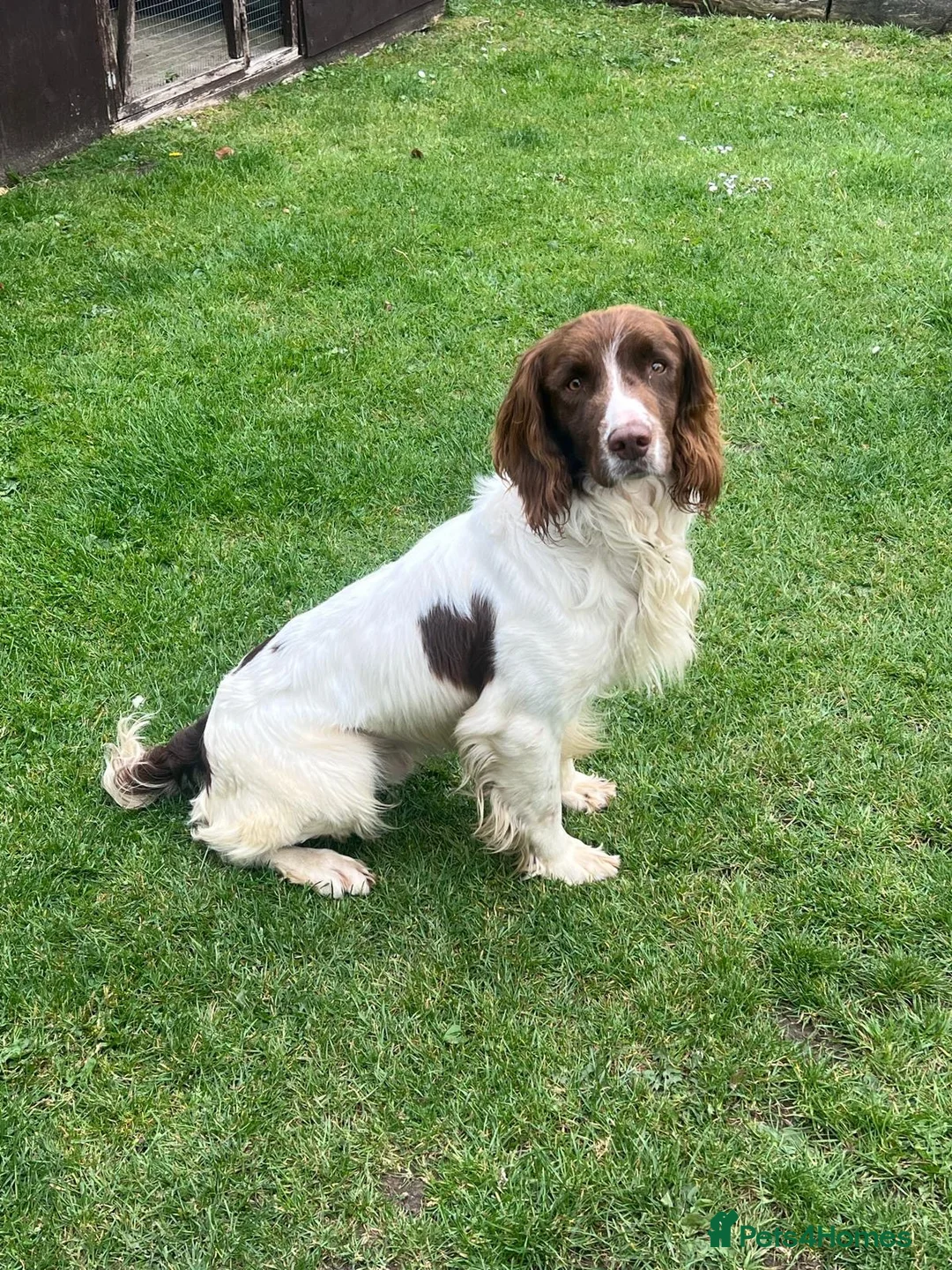 English Springer Spaniel dogs for sale: Springer Spaniel  in Amersham - Advert 2