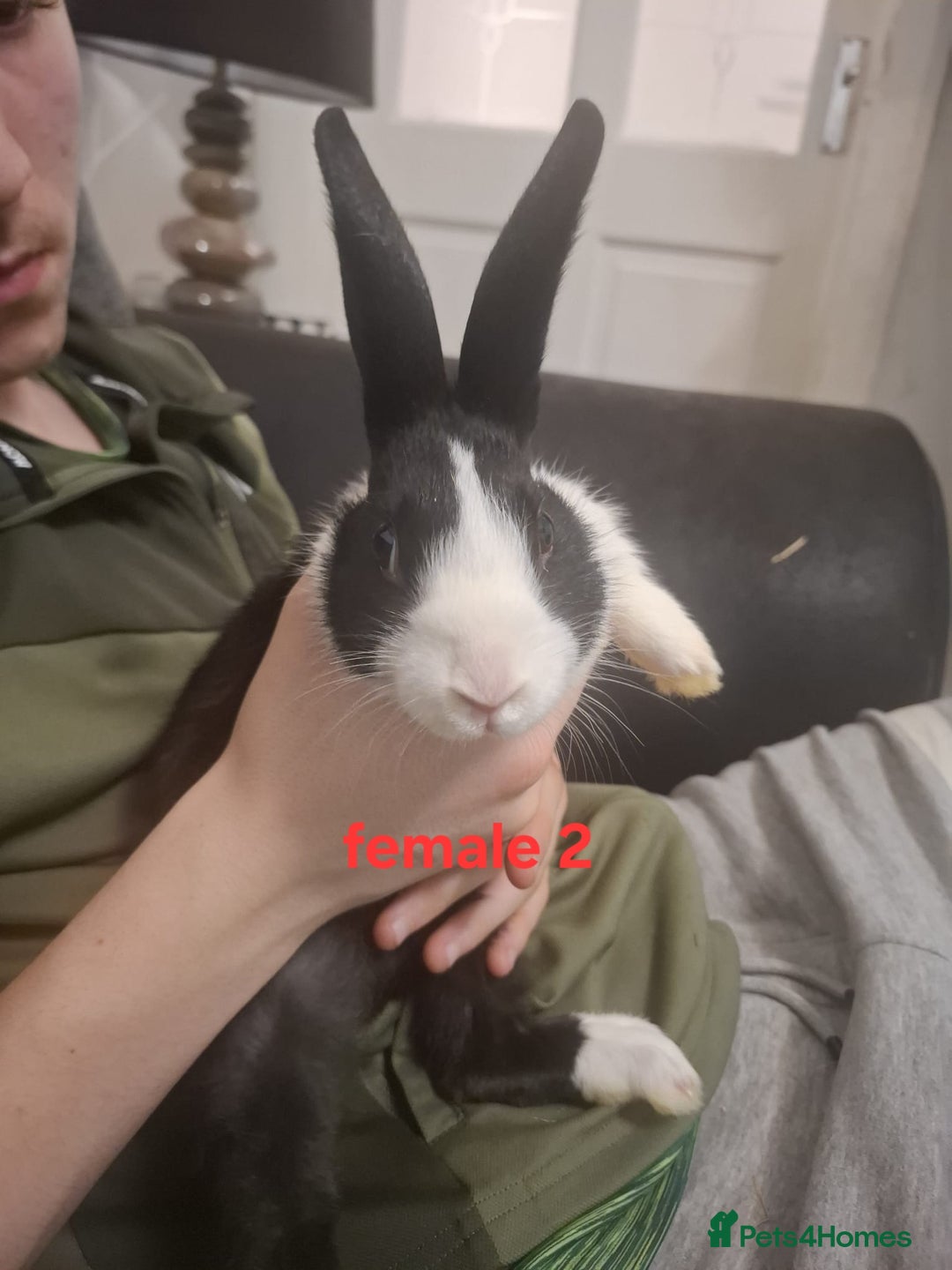 Mixed Breed rabbits for sale: 10 mixed breed rabbits  - Advert 7