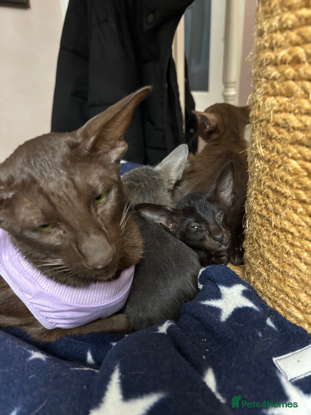 Oriental cats for sale: AMAZING ORIENTALS - Advert 4