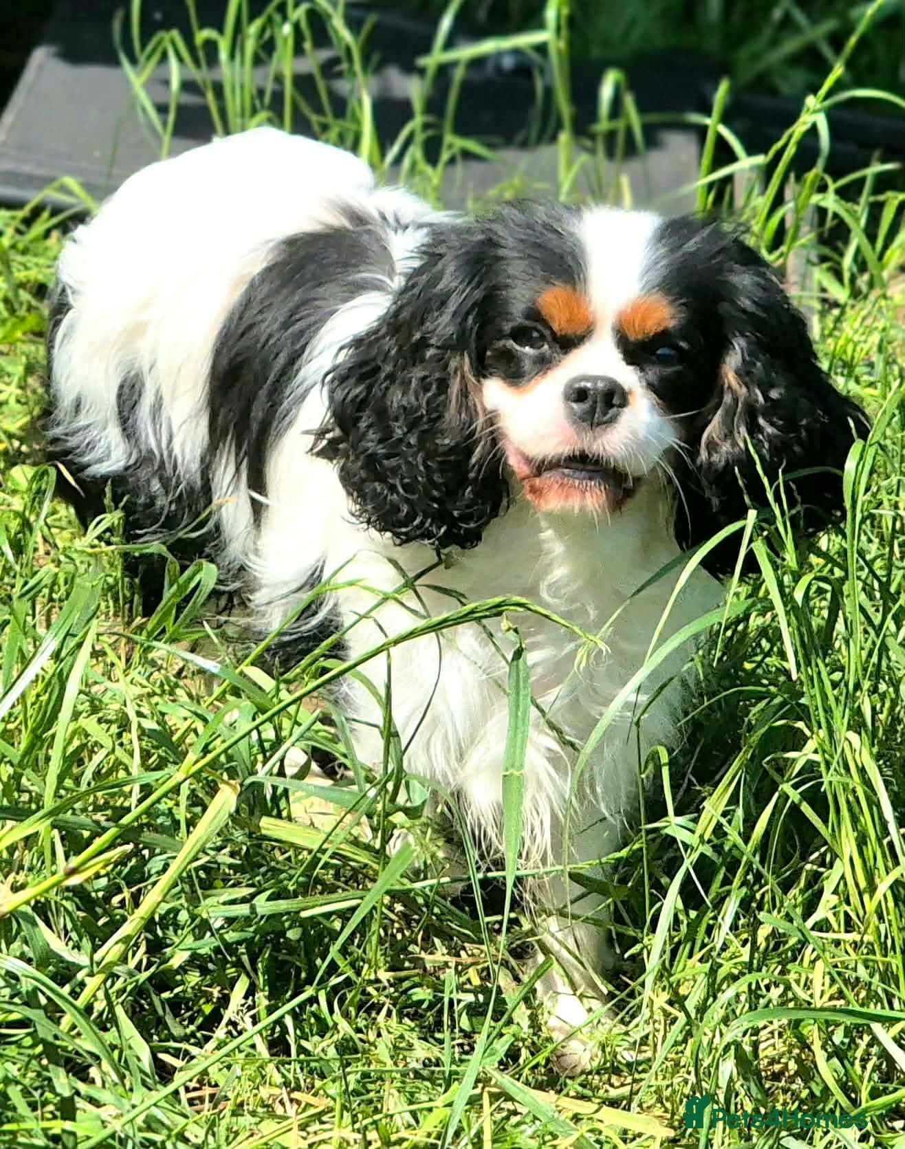 Cavalier King Charles Spaniel dogs KC CKC Dolly looking for loving lap! - Advert 1