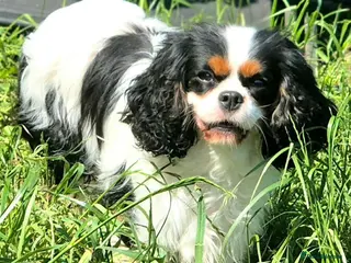 Cavalier King Charles Spaniel dogs KC CKC Dolly looking for loving lap! - Advert 3