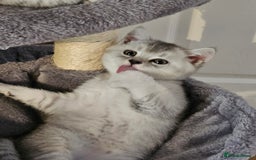 British Shorthair cats for sale: British shothair kittens  - Image 3