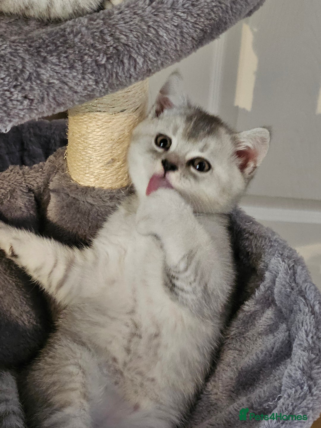 British Shorthair cats for sale: British shothair kittens  - Image 3