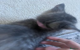 Ragdoll cats for sale: Ragdoll X Kittens - Image 6