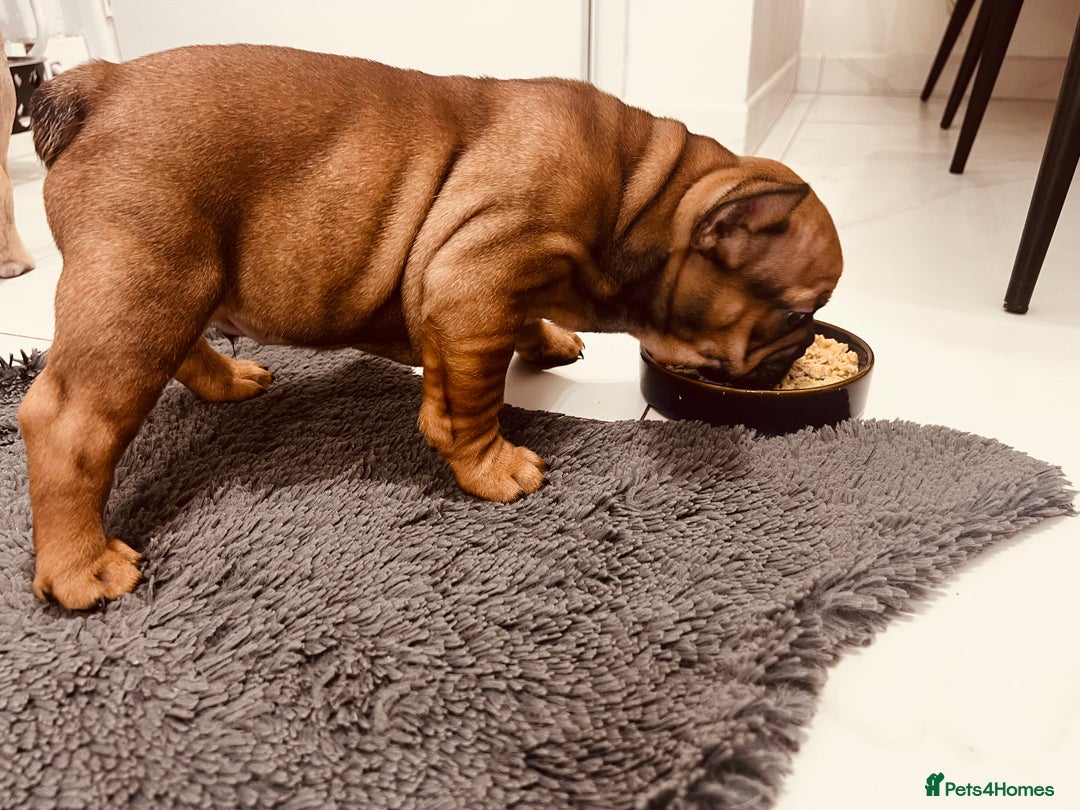 French Bulldog dogs for sale: Stunning boy 😍 - Advert 5