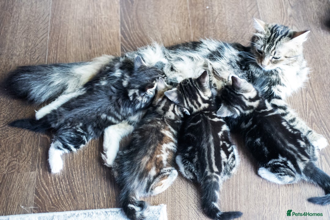 Mixed Breed cats for sale: Gorgeous Mixed Breed Kittens for Sale - Image 8