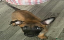 Belgian Shepherd Dog dogs for sale: 12 week old male mali for sale  - Image 1