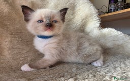Ragdoll cats for sale: 2 male pure Ragdoll kittens ready now!  - Image 9