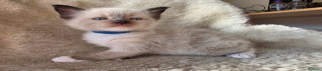 Ragdoll Kitten 1