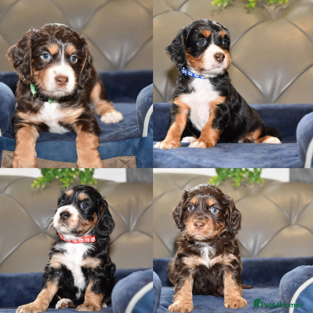 Cocker Spaniel dogs for sale: Kc Reg  Cocker Spaniel Puppies Health Tested - Advert 1