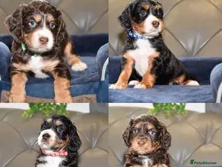 Cocker Spaniel dogs Kc Reg Cocker Spaniel Puppies Health Tested - Advert 3