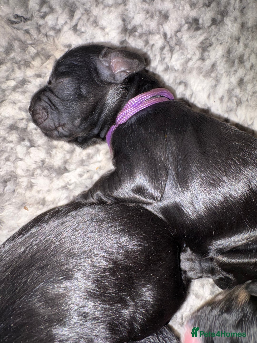 Mixed Breed dogs for sale: Beautiful Cavapoo puppies  - Advert 26