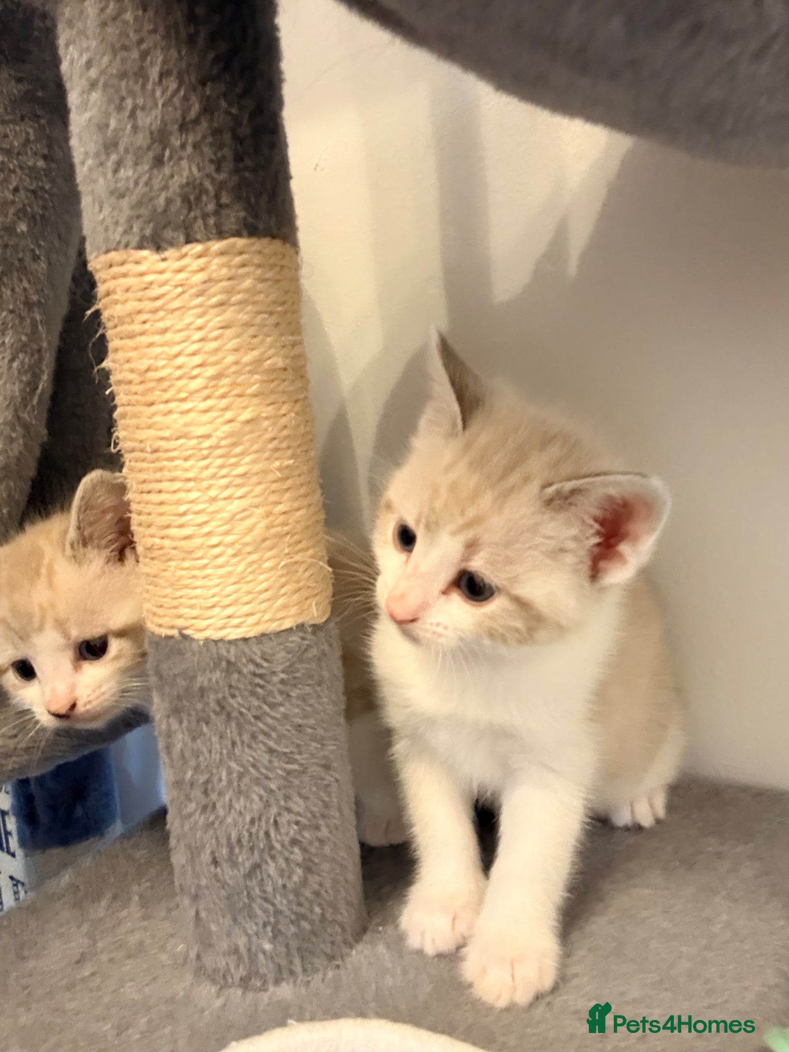 Mixed Breed Kitten 1
