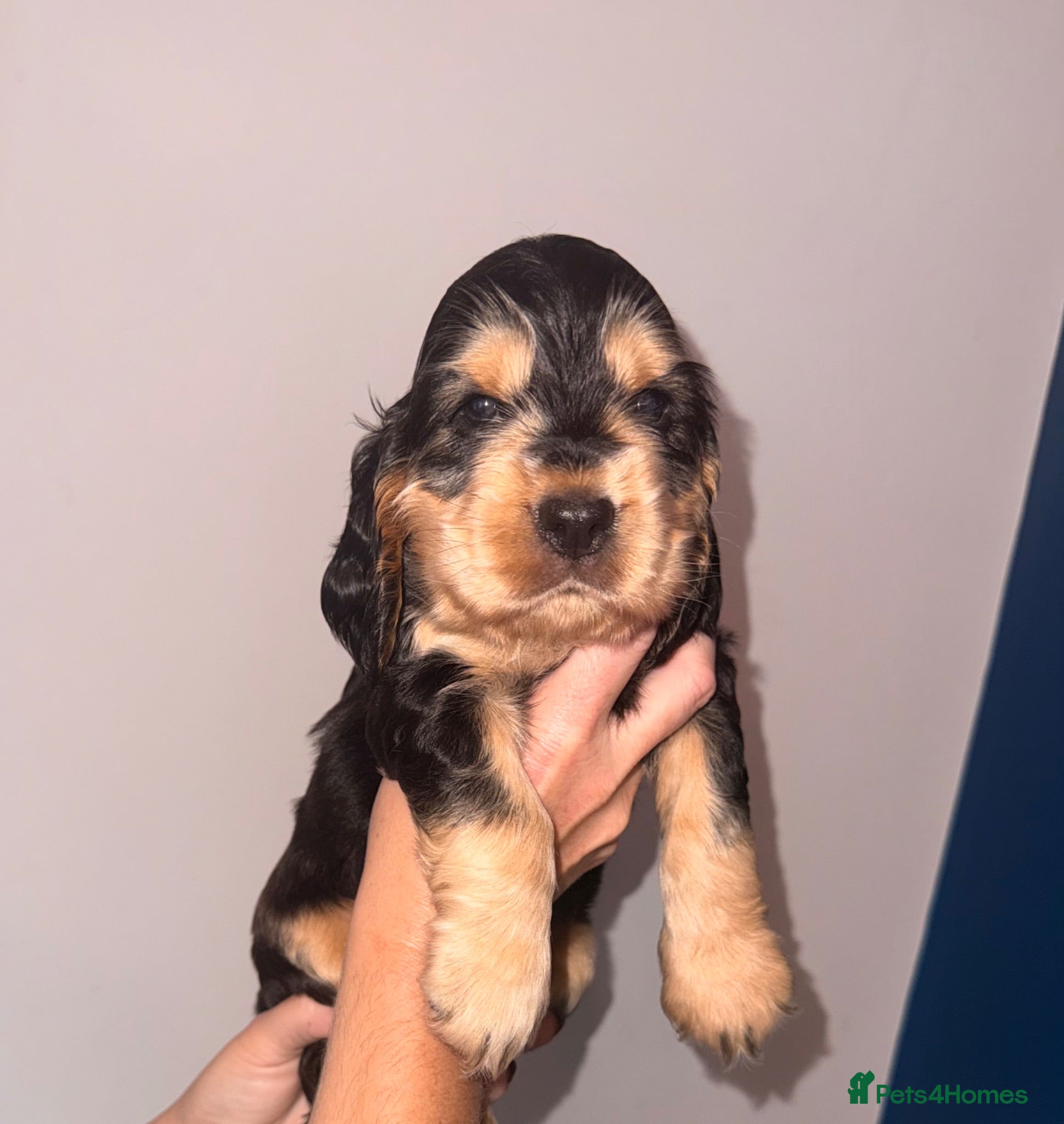 Cocker Spaniel dogs KC registered Black & Tan Sable Boy 🩵 - Advert 1