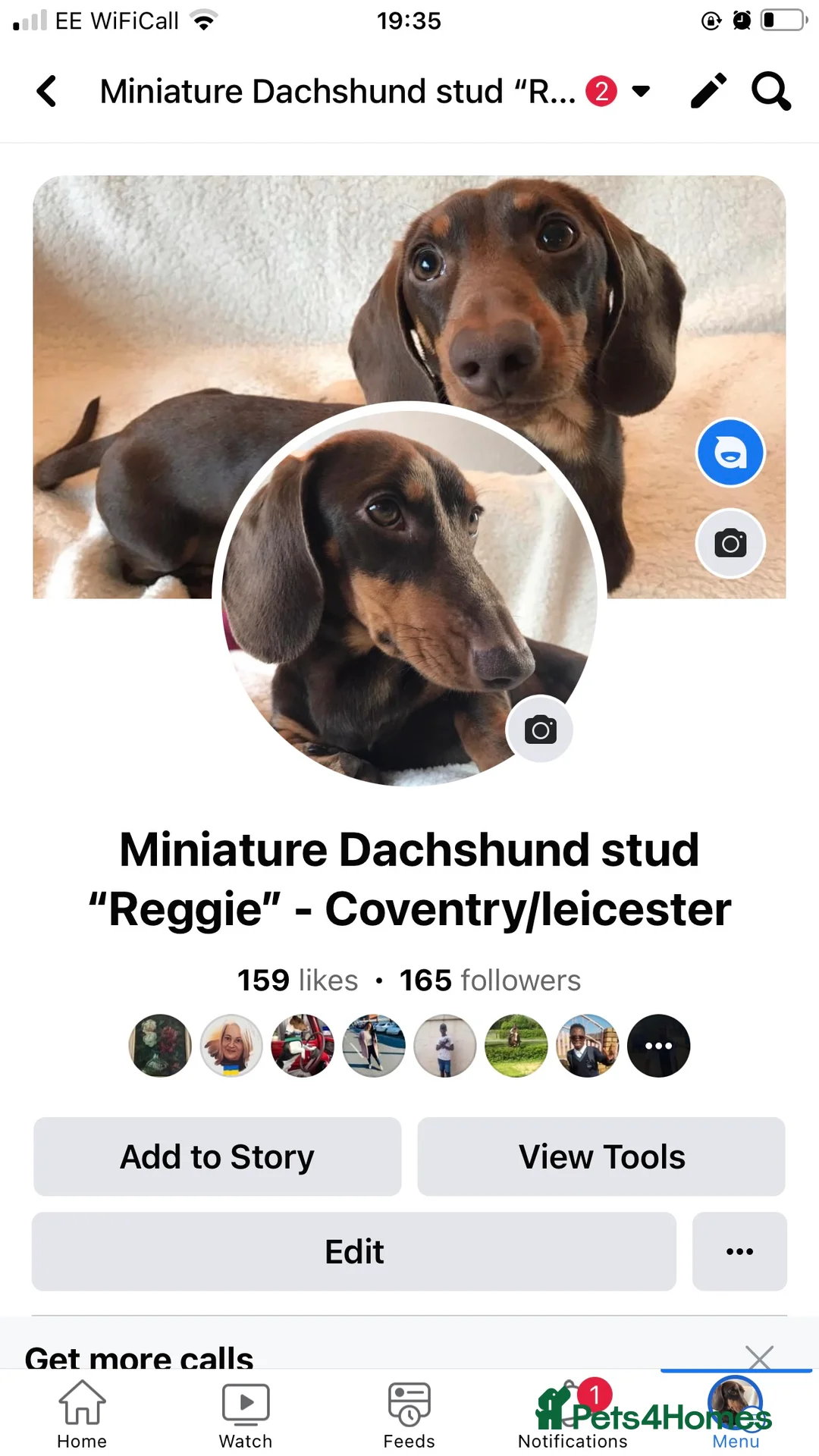 Miniature Dachshund dogs for stud: Well proven, KC, PRA clear Miniature Dachshund in Hinckley - Advert 6