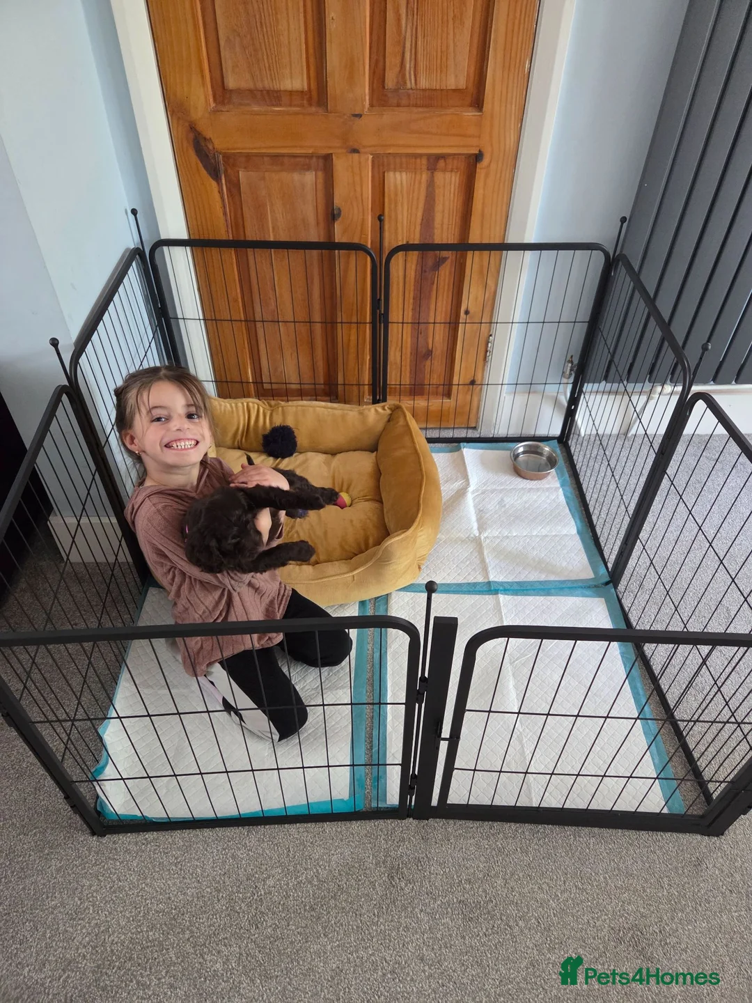 Cockapoo dogs for sale: Cockapoo Lucy in Alfreton - Advert 2
