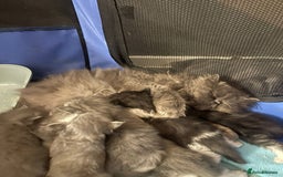Persian cats for sale: Beautiful fluffy kittens very affectionate  - Image 25