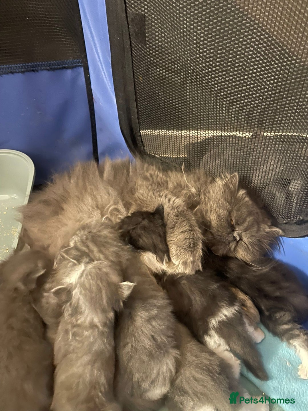 Persian cats for sale: Beautiful fluffy kittens very affectionate  - Image 25