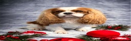 Cavalier King Charles Spaniel dogs for stud: KC Reg Cavalier King Charles Spaniel for Stud in Eastbourne - Advert 2